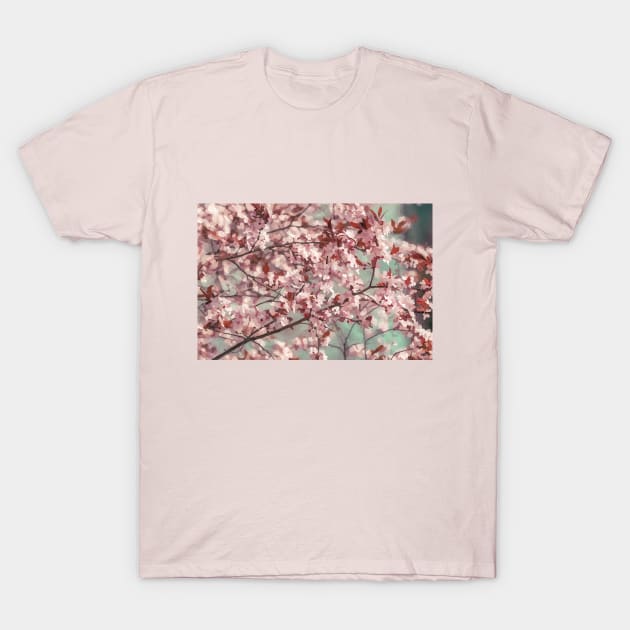 Cherry Blossom Impression Cherry Blossoms T Shirt TeePublic